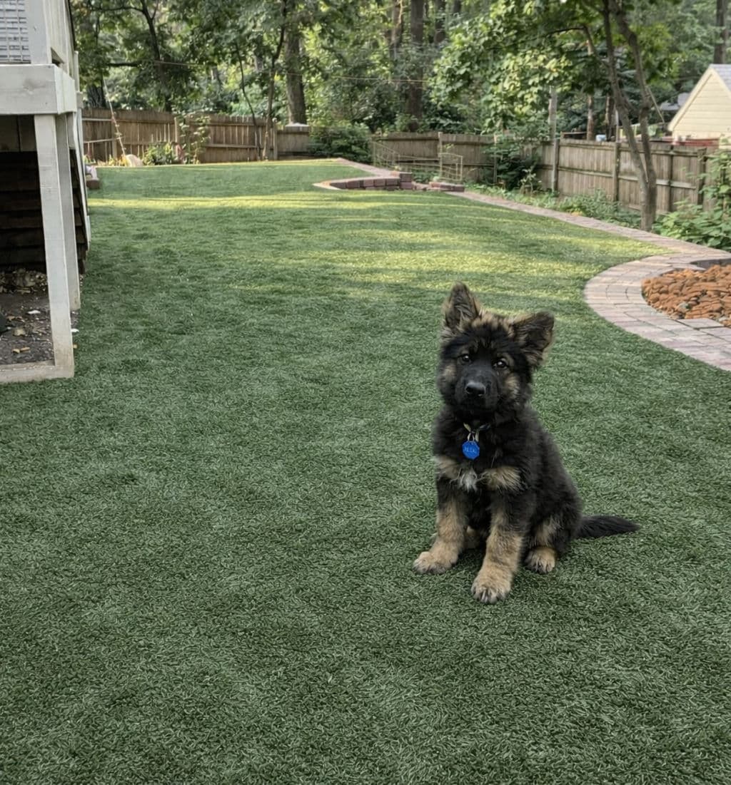 Pet Turf And Dog Runs image